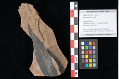 Foto (Objekt + Etikett) von Myrica lignitum Unger (NHMW-GEO-2024-0188-0525)